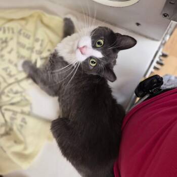 Andrew -  Domestic Short Hair Cat for Adoption in Woodstock, Illinois - Andrew | PetCurious
