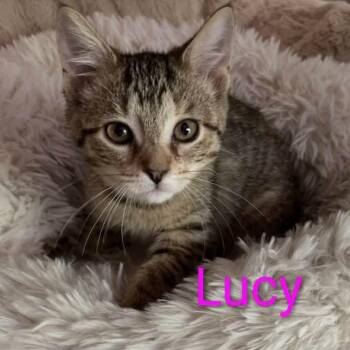 Lucy -  Tabby Cat for Adoption in Wyandotte, Michigan - Lucy | PetCurious