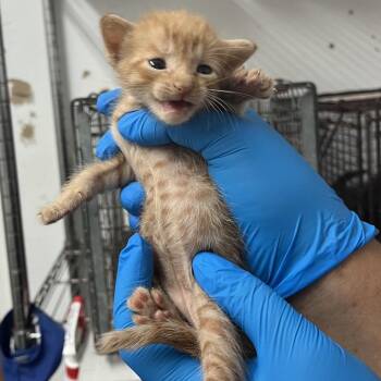 Dr. Pepper D3 -  Domestic Short Hair Cat for Adoption in Edinburg, Texas - Dr. Pepper D3 | PetCurious