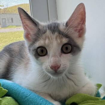 American Shorthair Cats Available for Adoption in Bethel, Connecticut - Wily Kat | PetCurious
