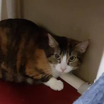 Rescue Domestic Short Hair Cats for Adoption in Myrtle Beach, South Carolina - Gucci (Tortie) & Armani (black & White) Bonded | PetCurious