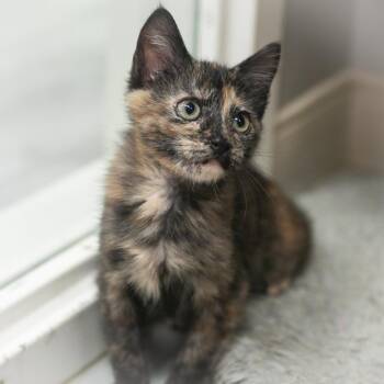 Domestic Short Hair Cats Available for Adoption - Cannella | PetCurious