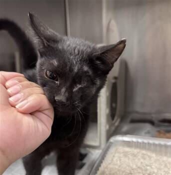 OZZIE -  Domestic Short Hair Cat for Adoption in Thousand Palms, California - OZZIE | PetCurious