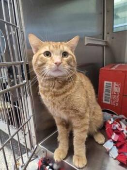 Lou -  Domestic Short Hair Cat for Adoption in Westland, Michigan - Lou | PetCurious