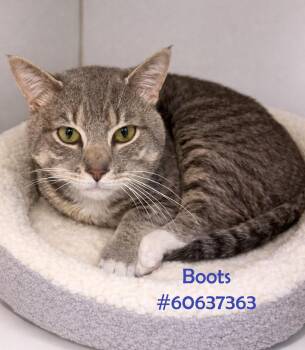 Tabby Cats Available for Adoption in Wilkes-barre, Pennsylvania - Boots  | PetCurious