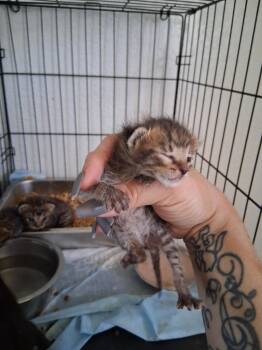 Domestic Short Hair Cats Available for Adoption in Brownwood, Texas - Jose | PetCurious