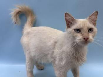 Mona -  Domestic Short Hair Cat for Adoption in Woodbury, Minnesota - Mona | PetCurious