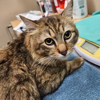 Domestic Long Hair Cats Available for Adoption in Port Townsend, Washington - Oregon Grape | PetCurious