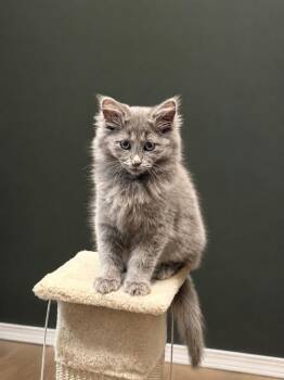 Vincent -  Domestic Long Hair and Nebelung Cat for Adoption in Chicago, Illinois - Vincent | PetCurious