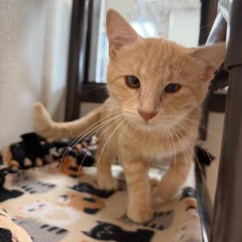Knick -  Domestic Short Hair Cat for Adoption in Detroit Lakes, Minnesota - Knick | PetCurious