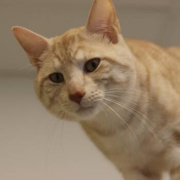 Tigger -  Domestic Short Hair Cat for Adoption in Wheeling, Illinois - Tigger | PetCurious