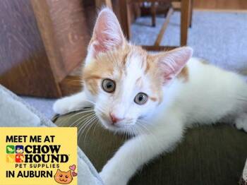 OLLIE -  Domestic Short Hair Cat for Adoption in Fort Wayne, Indiana - OLLIE | PetCurious