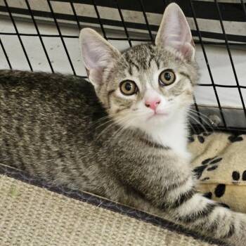 Chunky Monkey -  Domestic Short Hair Cat for Adoption - Chunky Monkey | PetCurious
