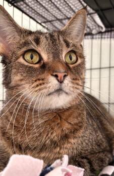 Domestic Short Hair Cats Available for Adoption - Lynx | PetCurious
