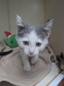 Domestic Short Hair Cats Available for Adoption in Little Rock, Arkansas - Logan | PetCurious