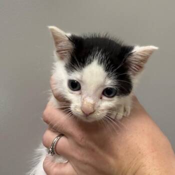 Maple -  Domestic Short Hair Cat for Adoption in Sand Springs, Oklahoma - Maple | PetCurious
