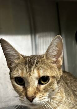 Rescue Domestic Short Hair Cats for Adoption in Spartanburg, South Carolina - Elena | PetCurious