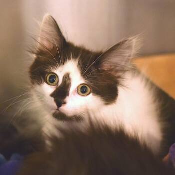 Pretty Pretty Princess -  Domestic Long Hair Cat for Adoption in Belleville, Illinois - Pretty Pretty Princess | PetCurious