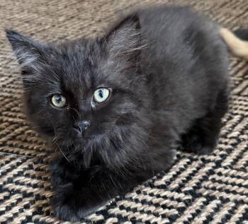 Slayer -  Domestic Long Hair Cat for Adoption in Hershey, Pennsylvania - Slayer | PetCurious