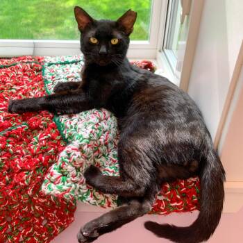 Junior -  Domestic Short Hair Cat Available for Adoption in Boston, Massachusetts - Junior | PetCurious