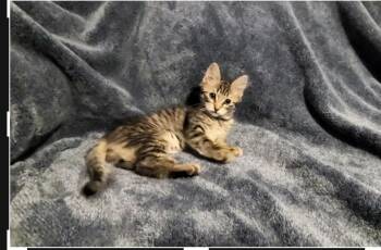 Fig -  Maine Coon and Domestic Medium Hair Cat for Adoption in San Tan Valley, Arizona - Fig | PetCurious