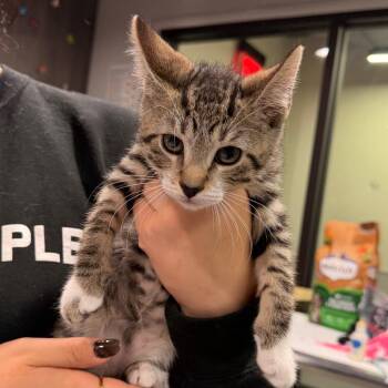 Leo -  Domestic Short Hair Cat for Adoption in Tampa, Florida - Leo | PetCurious