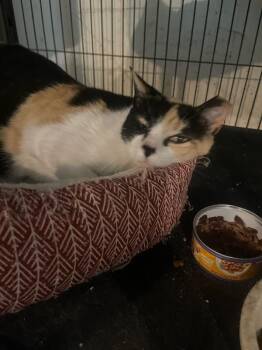 Calico Cats Available for Adoption in Chattanooga, Tennessee - Callie / Calico | PetCurious