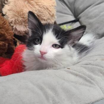 MOOana -  Domestic Long Hair Cat for Adoption in Layton, Utah - MOOana | PetCurious