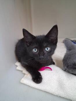 Boo #3 -  Domestic Short Hair Cat for Adoption in Westfield, Wisconsin - Boo #3 | PetCurious
