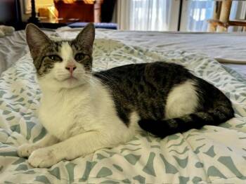 Luna (9.5 months) -  Domestic Short Hair Cat for Adoption in Los Angeles, California - Luna (9.5 Months) | PetCurious