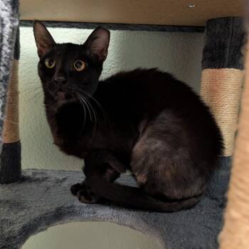 Dragon -  Domestic Short Hair Cat for Adoption in Titusville, Florida - Dragon | PetCurious