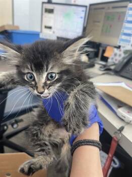OG -  Domestic Short Hair Cat for Adoption in Dallas, Texas - OG | PetCurious