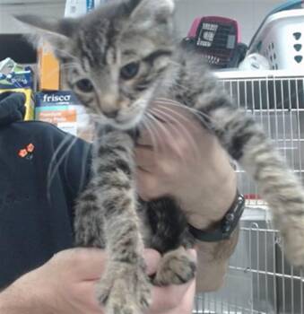 STEVE -  Domestic Short Hair Cat for Adoption in Salinas, California - STEVE | PetCurious