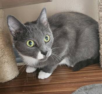 Rescue Domestic Short Hair Cats for Adoption in Brockport, New York - Rochelle | PetCurious