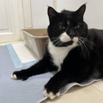 Domestic Short Hair Cats Available for Adoption in Queenstown, Maryland - Tux | PetCurious