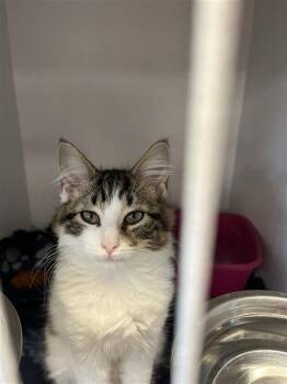 Louise -  Domestic Medium Hair Cat for Adoption in New Kensington, Pennsylvania - Louise | PetCurious