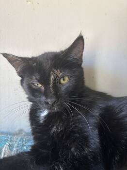 Rescue Domestic Short Hair Cats for Adoption in Salisbury, North Carolina - Lucky | PetCurious