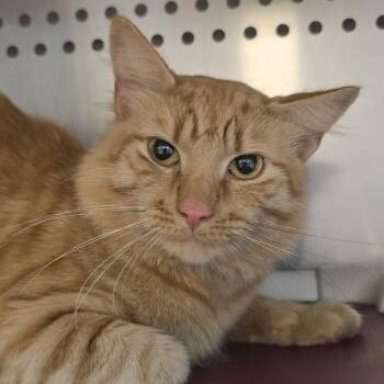 Sal -  Domestic Medium Hair Cat for Adoption in Orange, Virginia - Sal | PetCurious