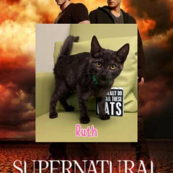 Ruth -  Domestic Short Hair Cat for Adoption in Royse City, Texas - Ruth | PetCurious
