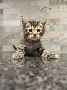 Titania -  Tabby and Domestic Short Hair Cat for Adoption in Pearland, Texas - Titania | PetCurious