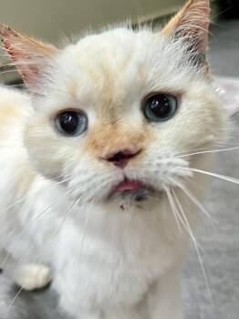 Mags -  Himalayan Cat for Adoption in Ladson, South Carolina - Mags | PetCurious