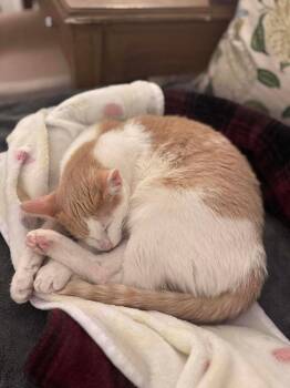 Domestic Short Hair Cats Available for Adoption - Brandy | PetCurious