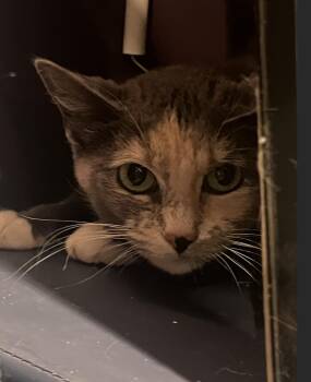 Heidi -  Domestic Short Hair Cat for Adoption in Denver, Colorado - Heidi | PetCurious