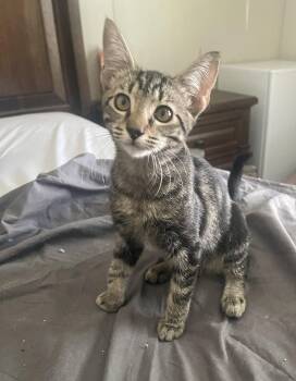 Leda -  Tabby Cat for Adoption in Ocala, Florida - Leda | PetCurious