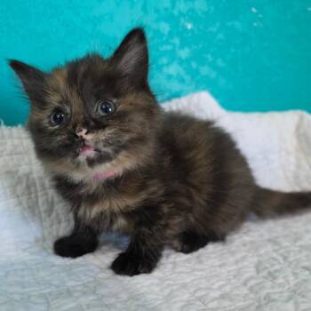 Domestic Long Hair Cats Available for Adoption in Jefferson City, Tennessee - Natasha Romanoff | PetCurious