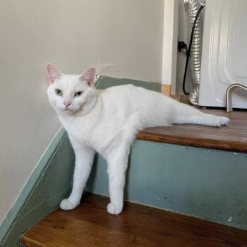 Rescue Domestic Medium Hair Cats for Adoption in Lynchburg, Virginia - Stewart | PetCurious