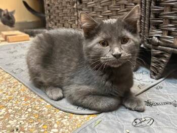Rescue Domestic Short Hair Cats for Adoption in Chicago, Illinois - Miles | PetCurious