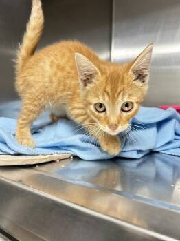 Rescue Domestic Short Hair Cats for Adoption in Dayton, Minnesota - Osirus | PetCurious