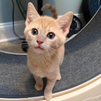 Mekayla -  Domestic Short Hair Cat for Adoption - Mekayla | PetCurious