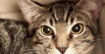 Tabby Cats Available for Adoption - Zuzu | PetCurious